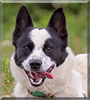 Buddy the Border Collie/Blue Heeler mix