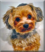 Teddy the Yorkshire Terrier mix