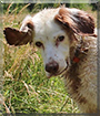 Jule the English Setter Mix