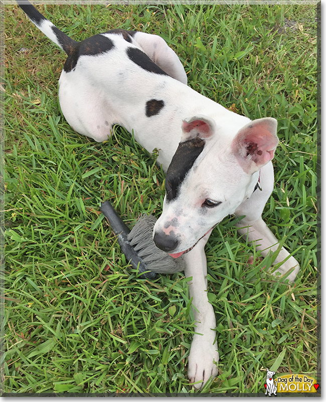 Molly the Terrier mix, the Dog of the Day