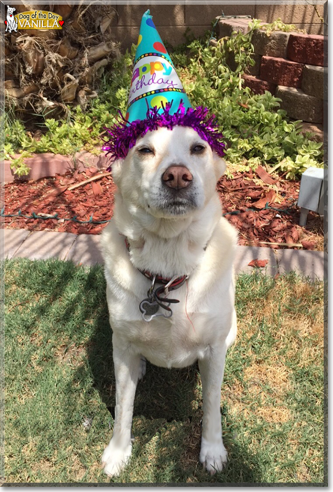 Vanilla the Labrador mix, the Dog of the Day