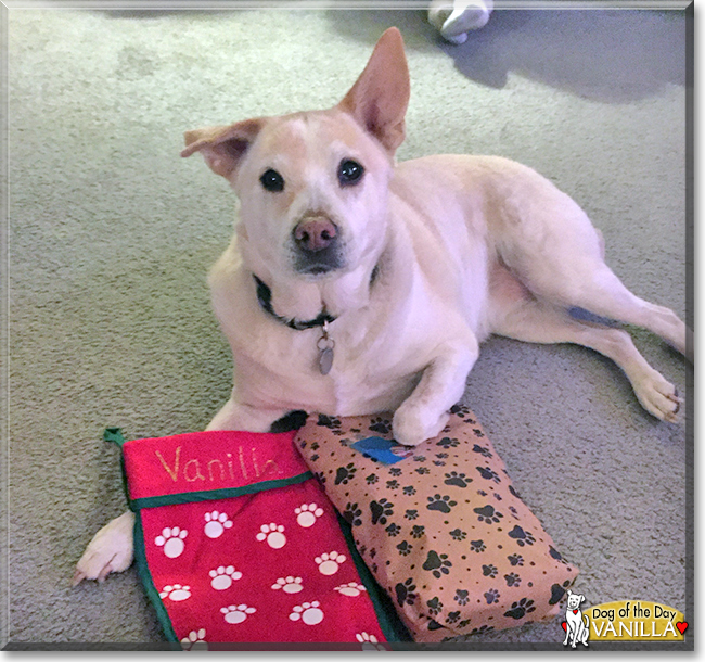 Vanilla the Labrador mix, the Dog of the Day