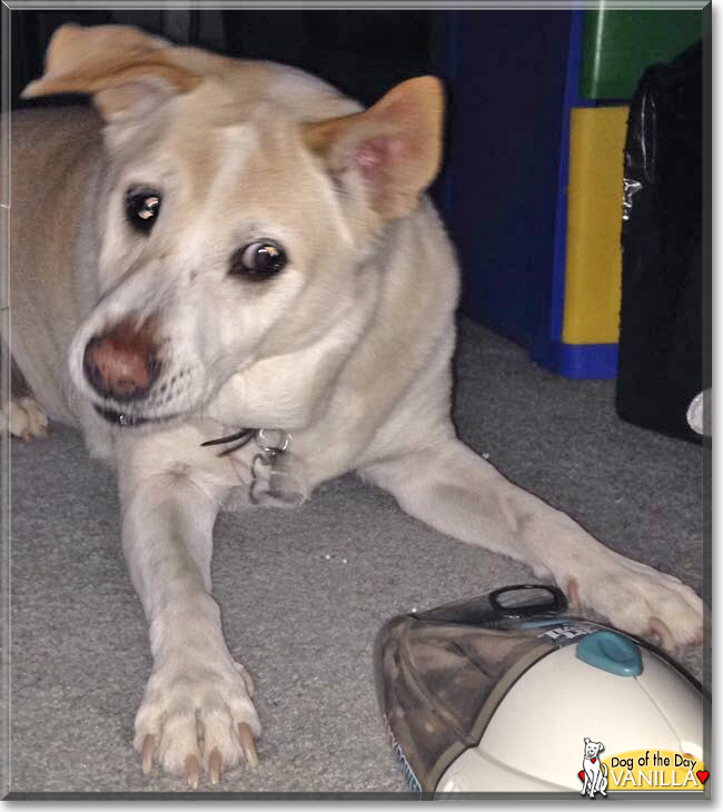 Vanilla the Labrador mix, the Dog of the Day