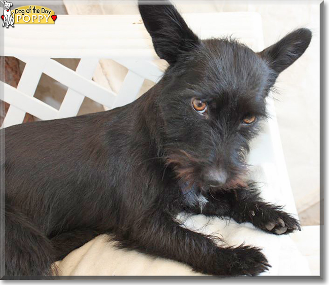 Poppy the Terrier mix, the Dog of the Day