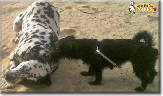 Poppy the Terrier mix, the Dog of the Day