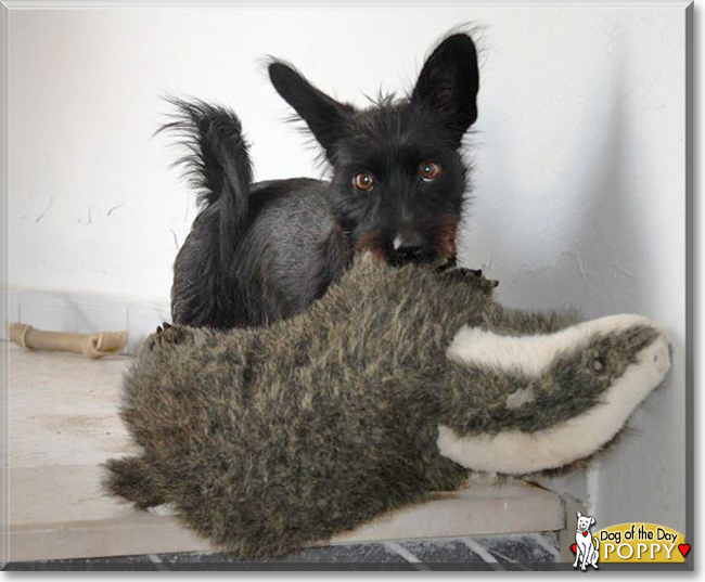 Poppy the Terrier mix, the Dog of the Day