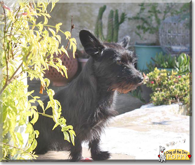 Poppy the Terrier mix, the Dog of the Day