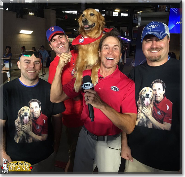 Beans the Golden Retriever, the Dog of the Day