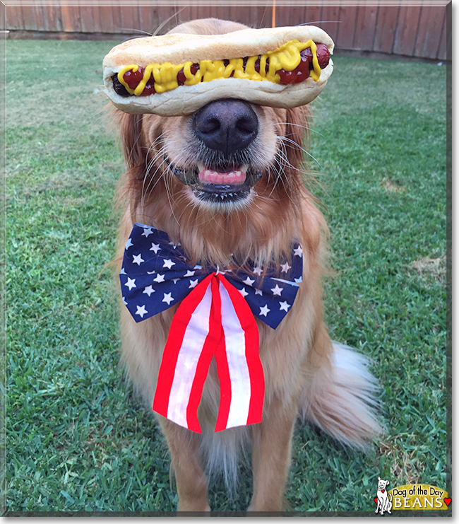 Beans the Golden Retriever, the Dog of the Day