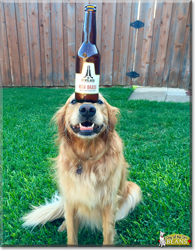 Beans the Golden Retriever, the Dog of the Day