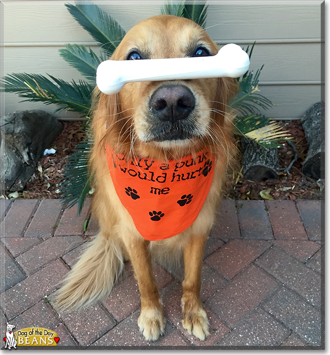 Beans the Golden Retriever, the Dog of the Day