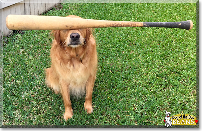 Beans the Golden Retriever, the Dog of the Day