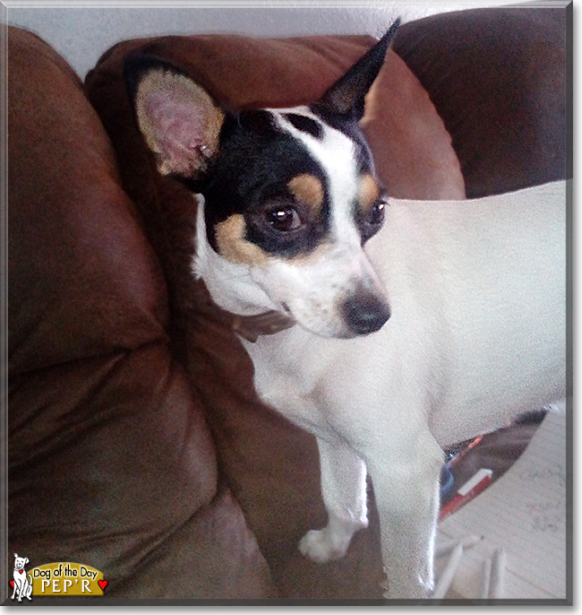 Half chihuahua half jack best sale russell terrier