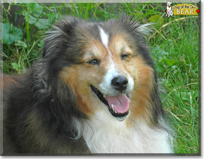 Bear the Shetland Sheepdog, the Dog of the Day