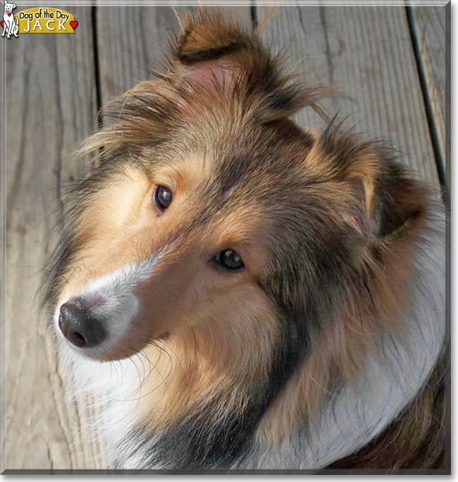 Jack the Shetland Sheepdog, the Dog of the Day