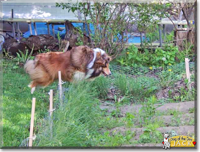 Jack the Shetland Sheepdog, the Dog of the Day