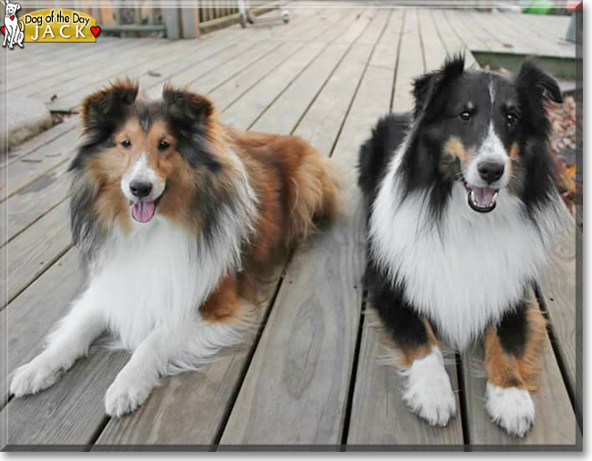 Jack the Shetland Sheepdog, the Dog of the Day