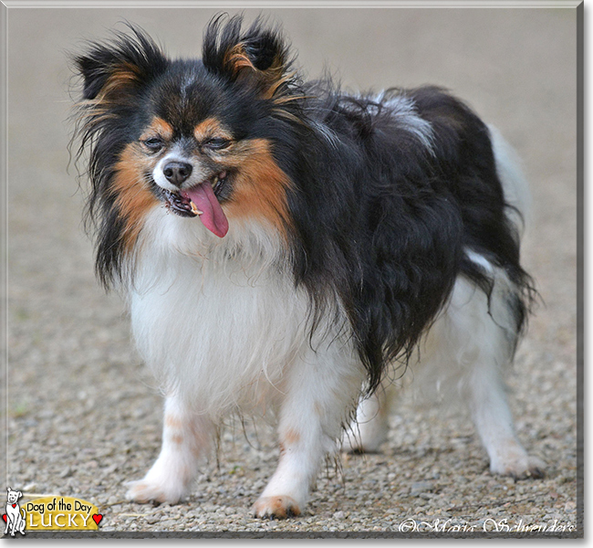 Lucky the Papillon, the Dog of the Day