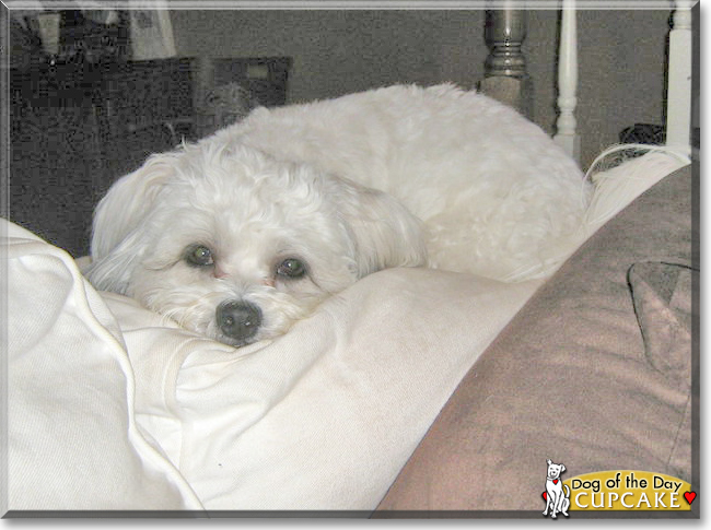 Cupcake the Shih Tzu, Bichon Frise, the Dog of the Day