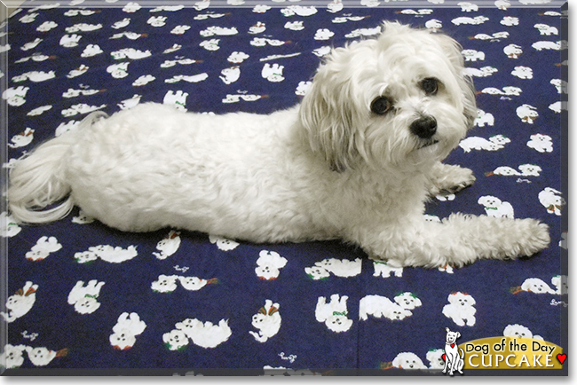 Cupcake the Shih Tzu, Bichon Frise, the Dog of the Day