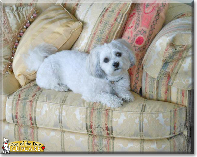 Cupcake the Shih Tzu, Bichon Frise, the Dog of the Day