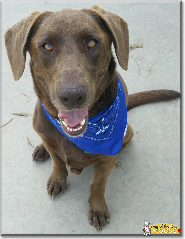 Moose the Labrador Retriever, the Dog of the Day