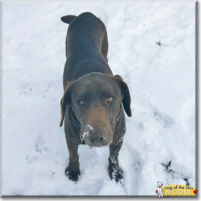 Moose the Labrador Retriever, the Dog of the Day