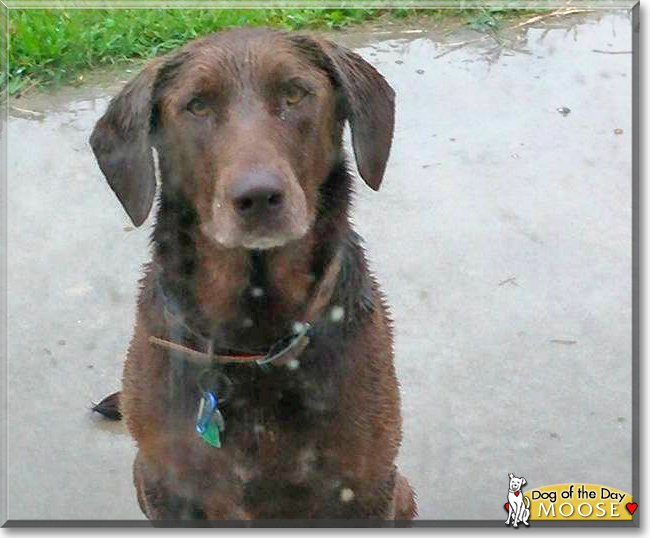 Moose the Labrador Retriever, the Dog of the Day