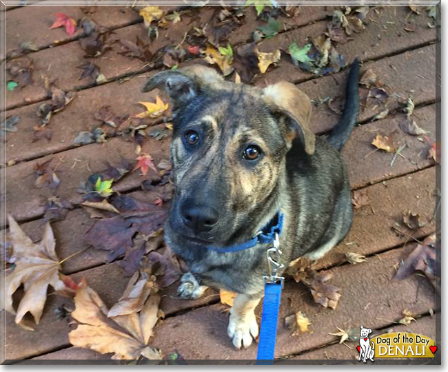 Denali the Hound mix, the Dog of the Day