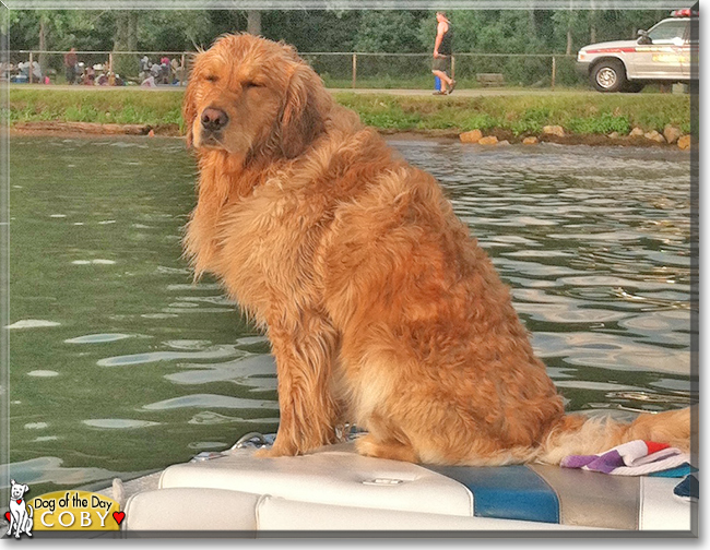 Coby the Golden Retriever, the Dog of the Day