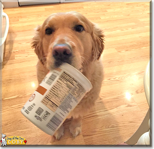 Coby the Golden Retriever, the Dog of the Day