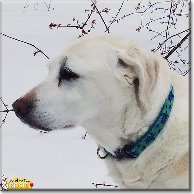 Rosie the Golden Retriever/Labrador, the Dog of the Day