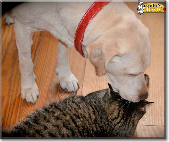 Rosie the Golden Retriever/Labrador, the Dog of the Day