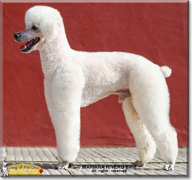 Manolo the Miniature Poodle, the Dog of the Day