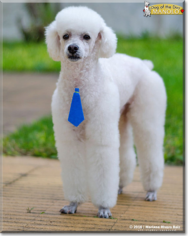 Manolo the Miniature Poodle, the Dog of the Day