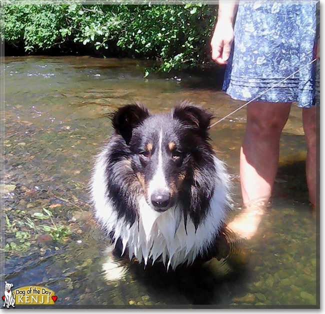 Kenji the Shetland Sheepdog, the Dog of the Day