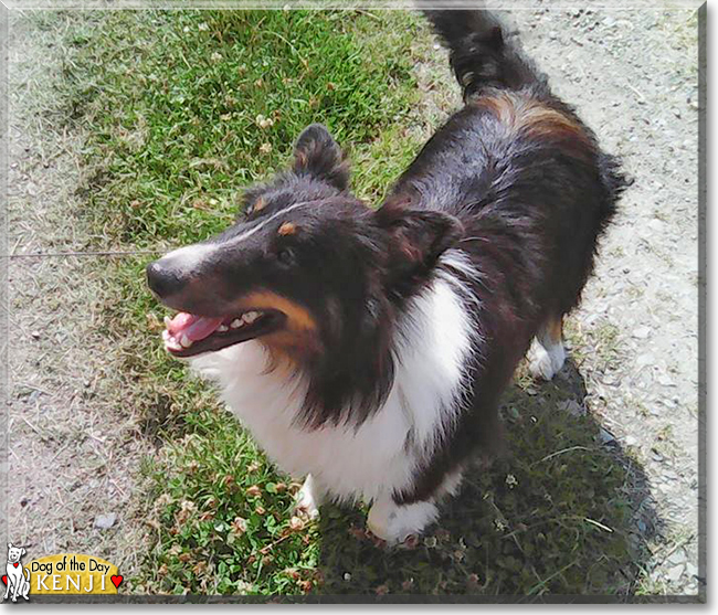 Kenji the Shetland Sheepdog, the Dog of the Day