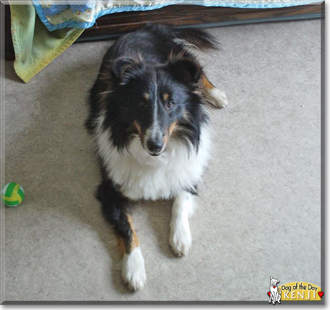 Kenji the Shetland Sheepdog, the Dog of the Day