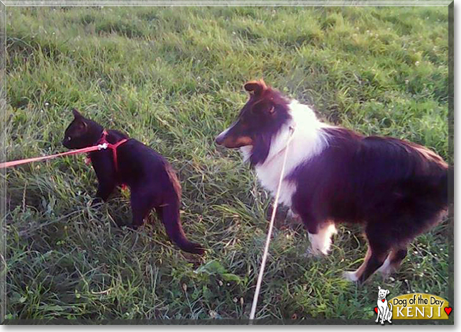 Kenji the Shetland Sheepdog, the Dog of the Day