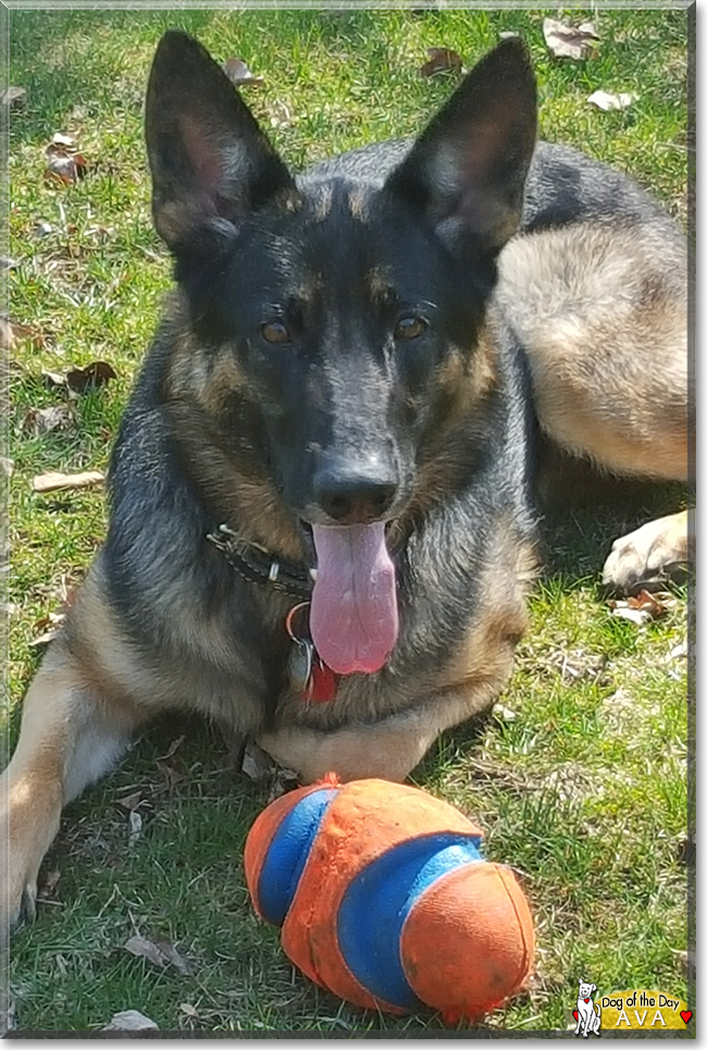 Ava the German Shepherd, the Dog of the Day