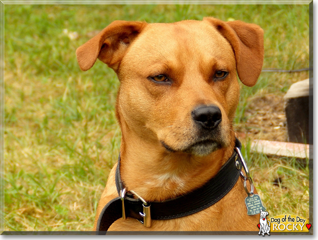 Rocky the American Stafforshire Terrier, the Dog of the Day