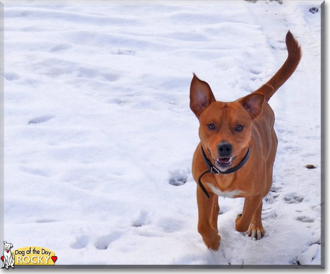 Rocky the American Stafforshire Terrier, the Dog of the Day