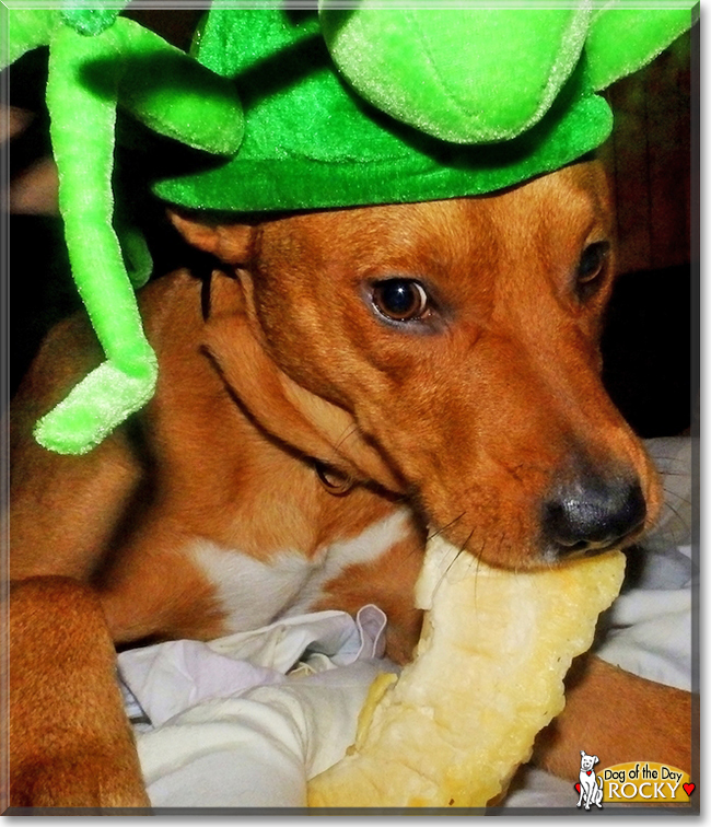 Rocky the American Stafforshire Terrier, the Dog of the Day