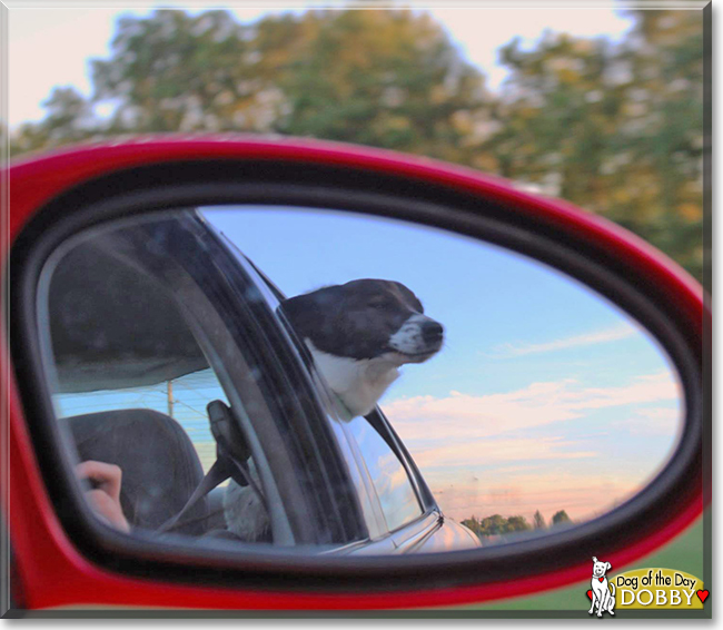 Dobby the Border Collie/Rat Terrier Mix, the Dog of the Day