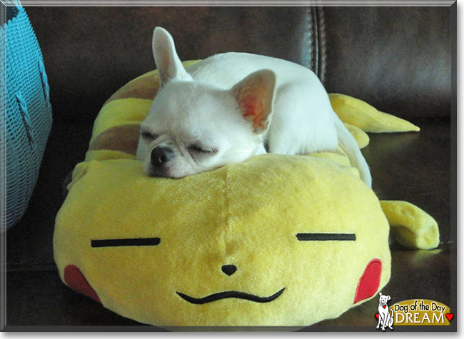 Dream the Chihuahua, the Dog of the Day