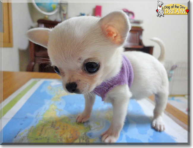 Dream the Chihuahua, the Dog of the Day