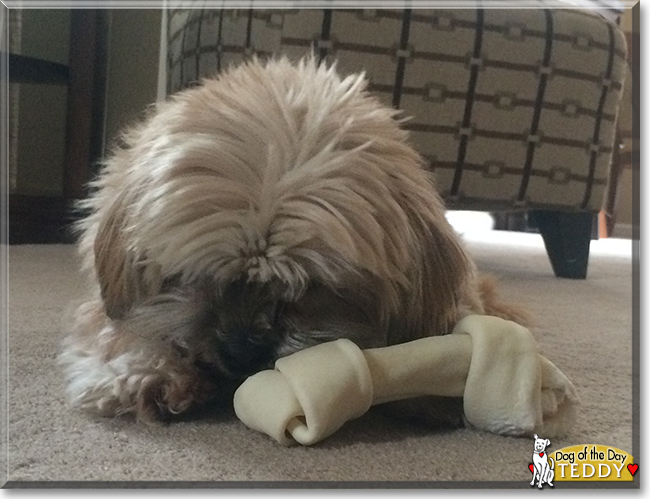 Teddy the Lhasa Apso, Shih Tzu mix, the Dog of the Day