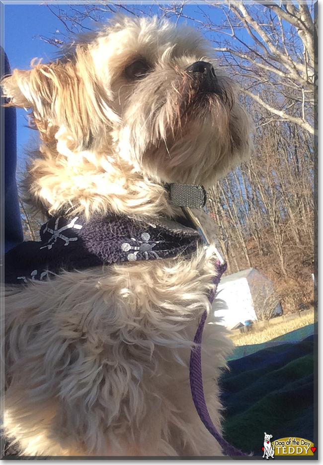 Teddy the Lhasa Apso, Shih Tzu mix, the Dog of the Day