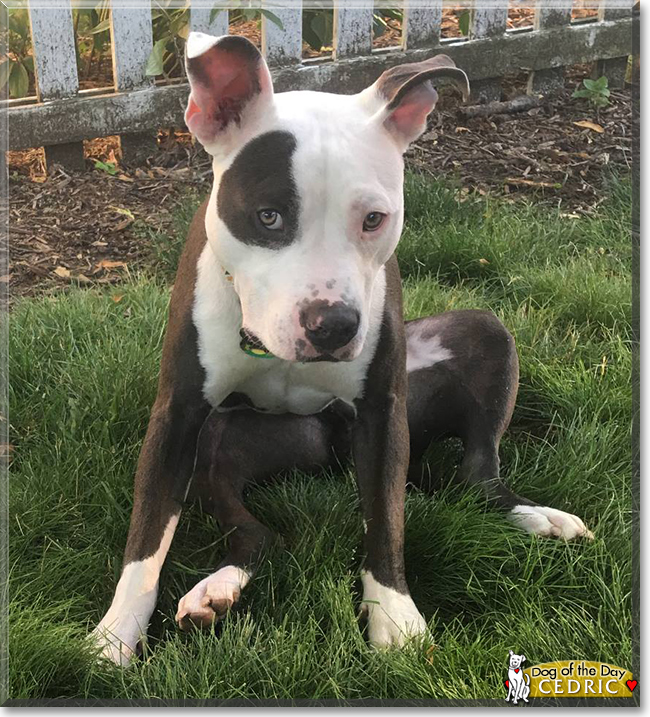 Cedric the Pit Bull Terrier, the Dog of the Day