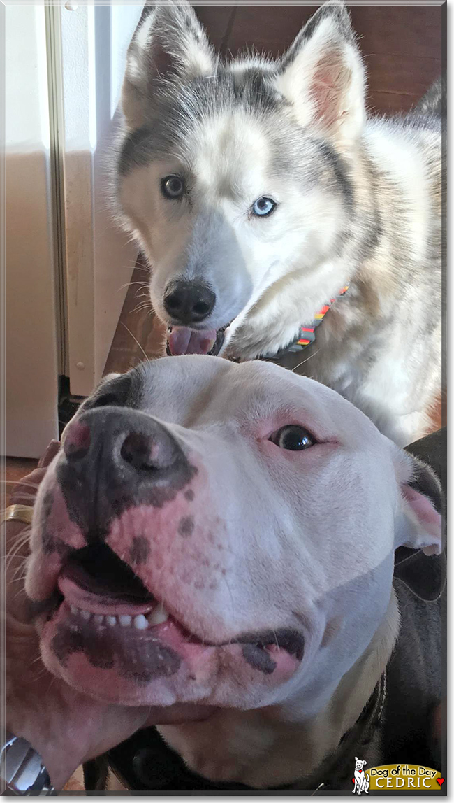 Cedric the Pit Bull Terrier, the Dog of the Day